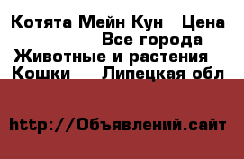 Котята Мейн Кун › Цена ­ 15 000 - Все города Животные и растения » Кошки   . Липецкая обл.